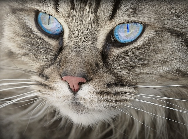 A close up shot of an adult, grey tabby cat with bright blue eyes.