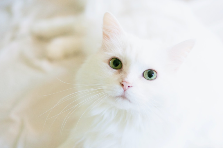 An all white cat looking at the camera