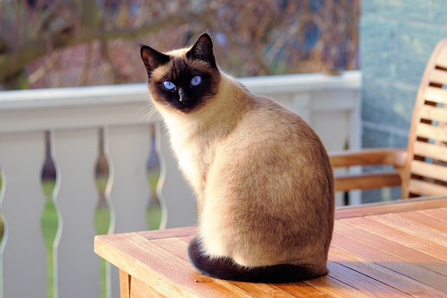 A Siamese cat looking towards the viewer.