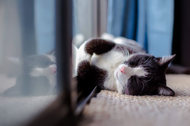 A cat comfortably laying on the floor by a window.