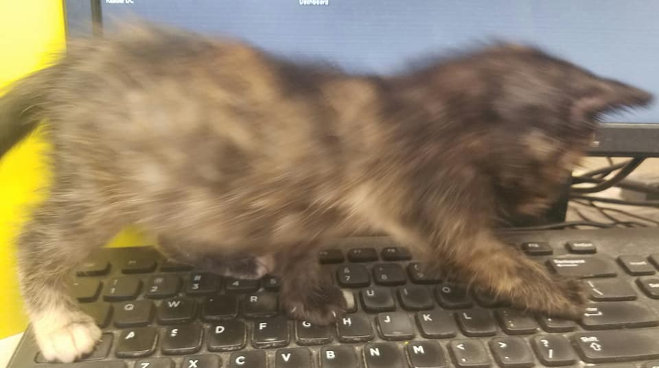 A kitten on keyboard