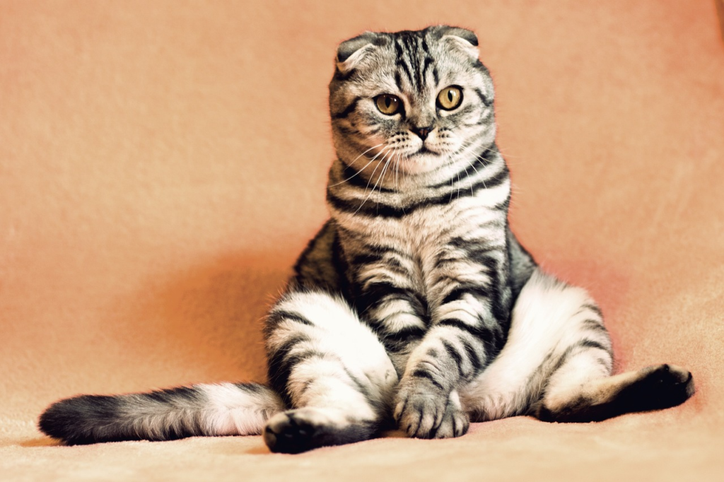 Housecat sitting up against a peach-colored wall.