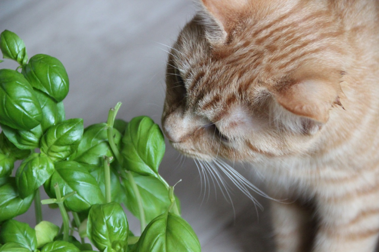 Orange cat on table sniffing potentially toxic plant