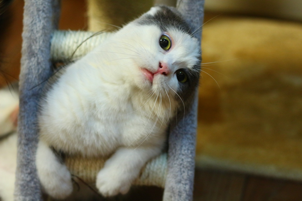 A white and grey kitten on scratch post.