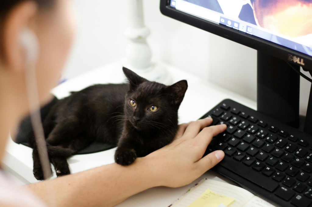 Black cat near a keyboard touching a person's arm.