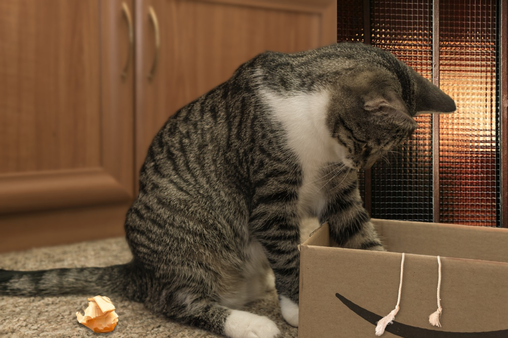 Grey cat on floor playing with an amazon box