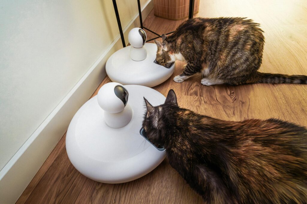 Automatic dry food feeders with webcam domestic cats