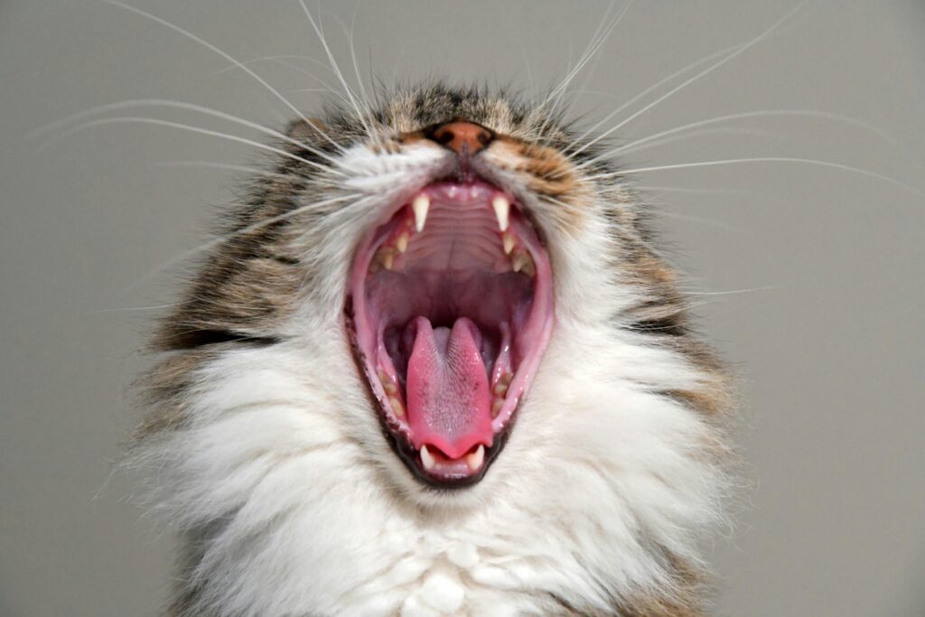 Close-up of a yawning cat showcasing open mouth, fangs, and whiskers, exuding a cute and amusing vibe.