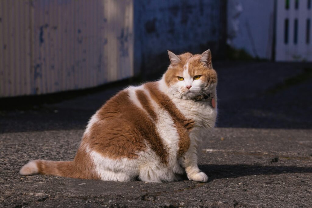 Charming cat with fluffy fur sitting on pavement in urban setting, perfect for pet enthusiasts.