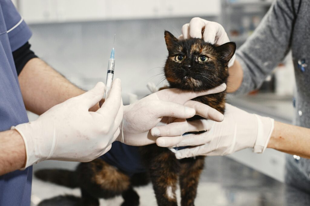 A veterinarian wearing gloves giving a vaccination to a cat in a clinic setting.