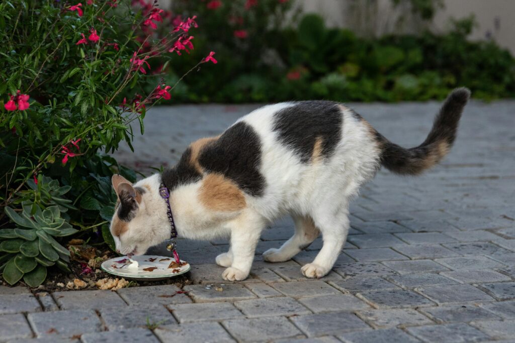 A calico cat eating from a dish on a stone path beside vibrant garden flowers.