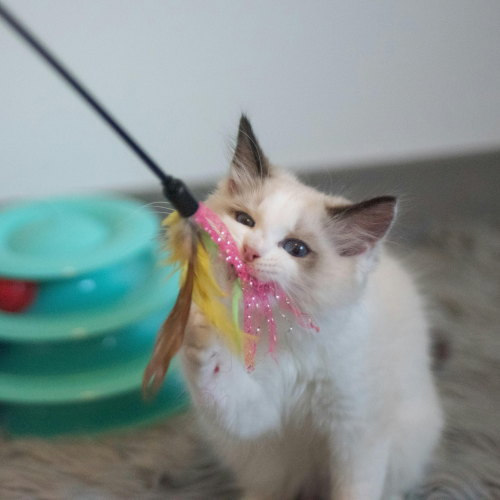Ragdoll kitten playing with a wand toy.