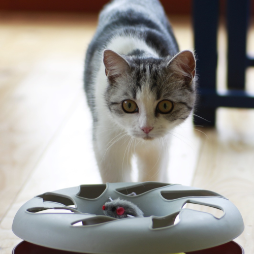 A mixed grey and white cat on the floor with stimulating sensory puzzle toy